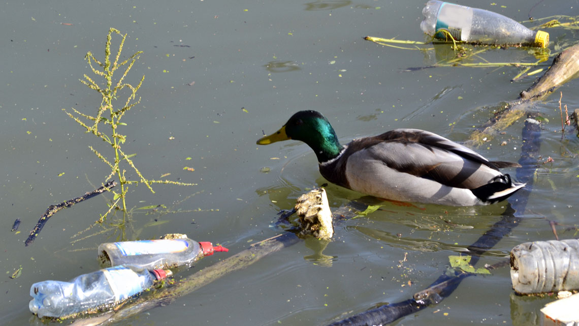 A turtle is swimming around various pieces of garbage.