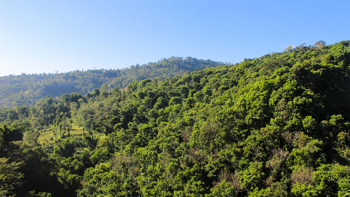 A thick lush forest that is full of tall trees.