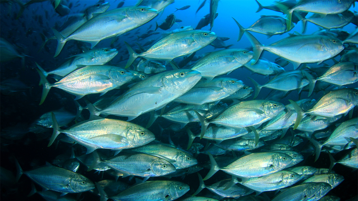 A school (group) of fish in the ocean.