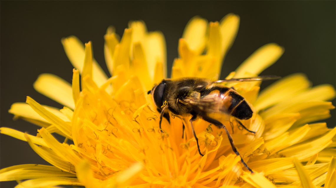 An insect on a flower, pollinating it